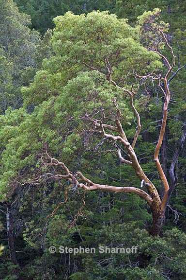 arbutus menziesii 1 graphic